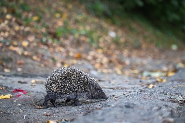 也需要团队 也需要团队